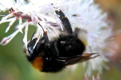 Réf. 247 394 : Bombus vestalis